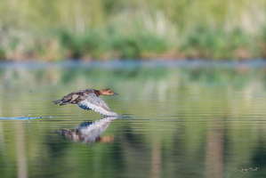 Vol en rase-motte au dessus de l'étang