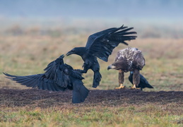 Fighting chez les grands corbeaux