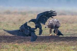 Fighting chez les grands corbeaux