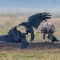 Fighting chez les grands corbeaux.jpg