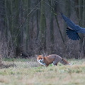 Le corbeau et le renard.jpg