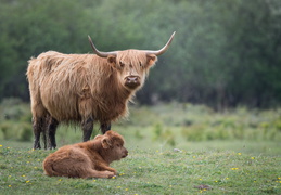 Highland cattle et son veau