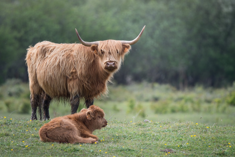 Highland cattle et son veau.jpg