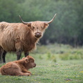 Highland cattle et son veau.jpg