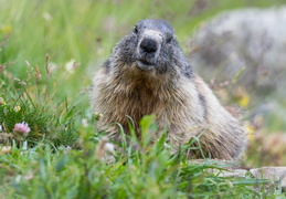 Portrait de marmotte