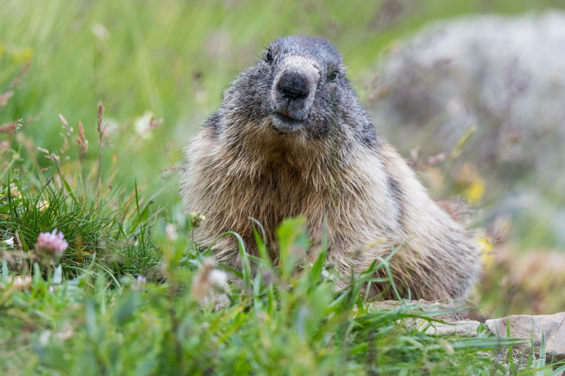 Portrait de marmotte.jpg