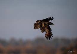 Le grand corbeau
