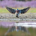 L'atterrissage du pigeon Ramier.jpg