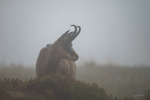 Portrait de chamois dans la brume