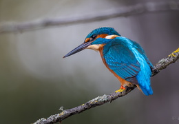 United Colors of KingFisher