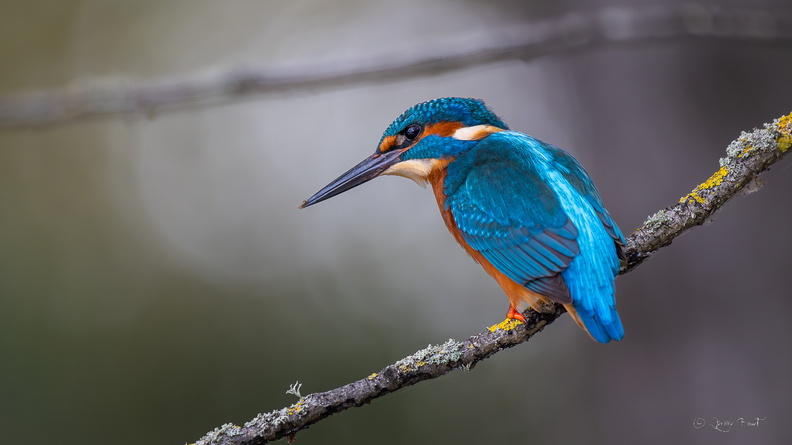 United Colors of KingFisher.jpg
