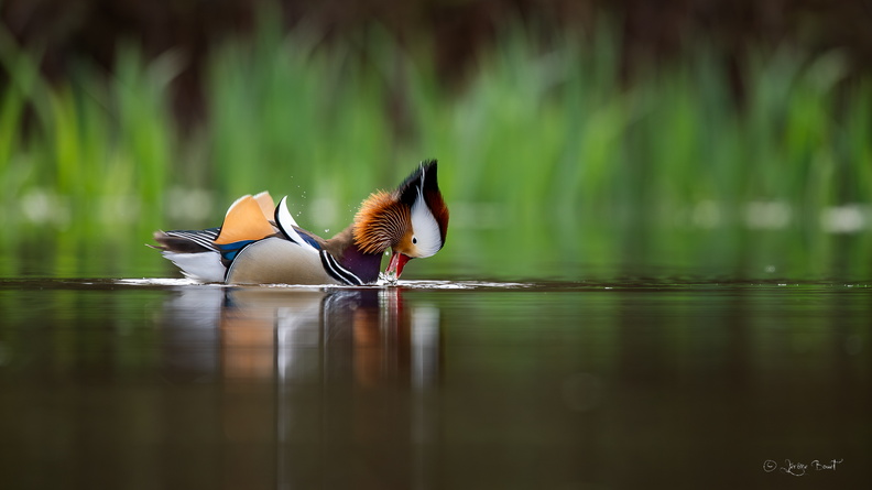 Canard mandarin mâle en plumage nuptiale.jpg