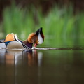 Canard mandarin mâle en plumage nuptiale.jpg